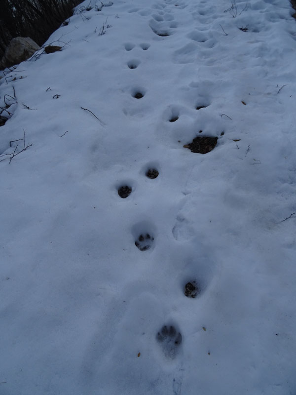 orme su neve....lupi ,volpe, cani ?